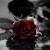 Profile picture of netra