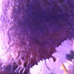 Profile picture of marysa