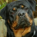 Profile picture of Suge
