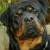Profile picture of Suge