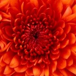 Profile picture of 