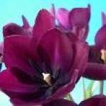 Profile picture of Renea Dawson